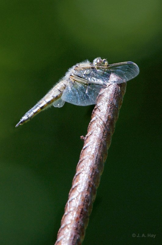  C1G1077 - Version 2 - Version 2